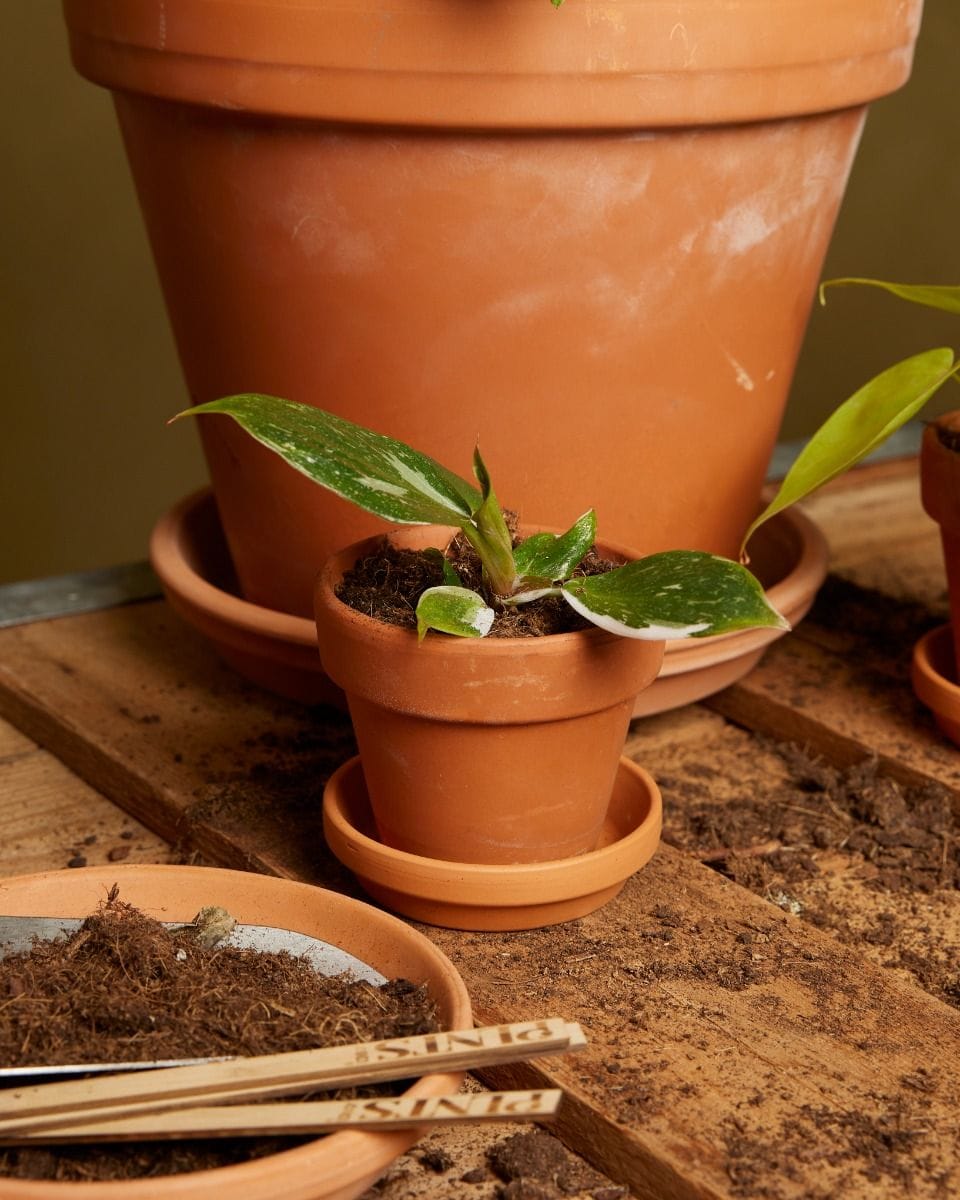 Baby Philodendron White Knight