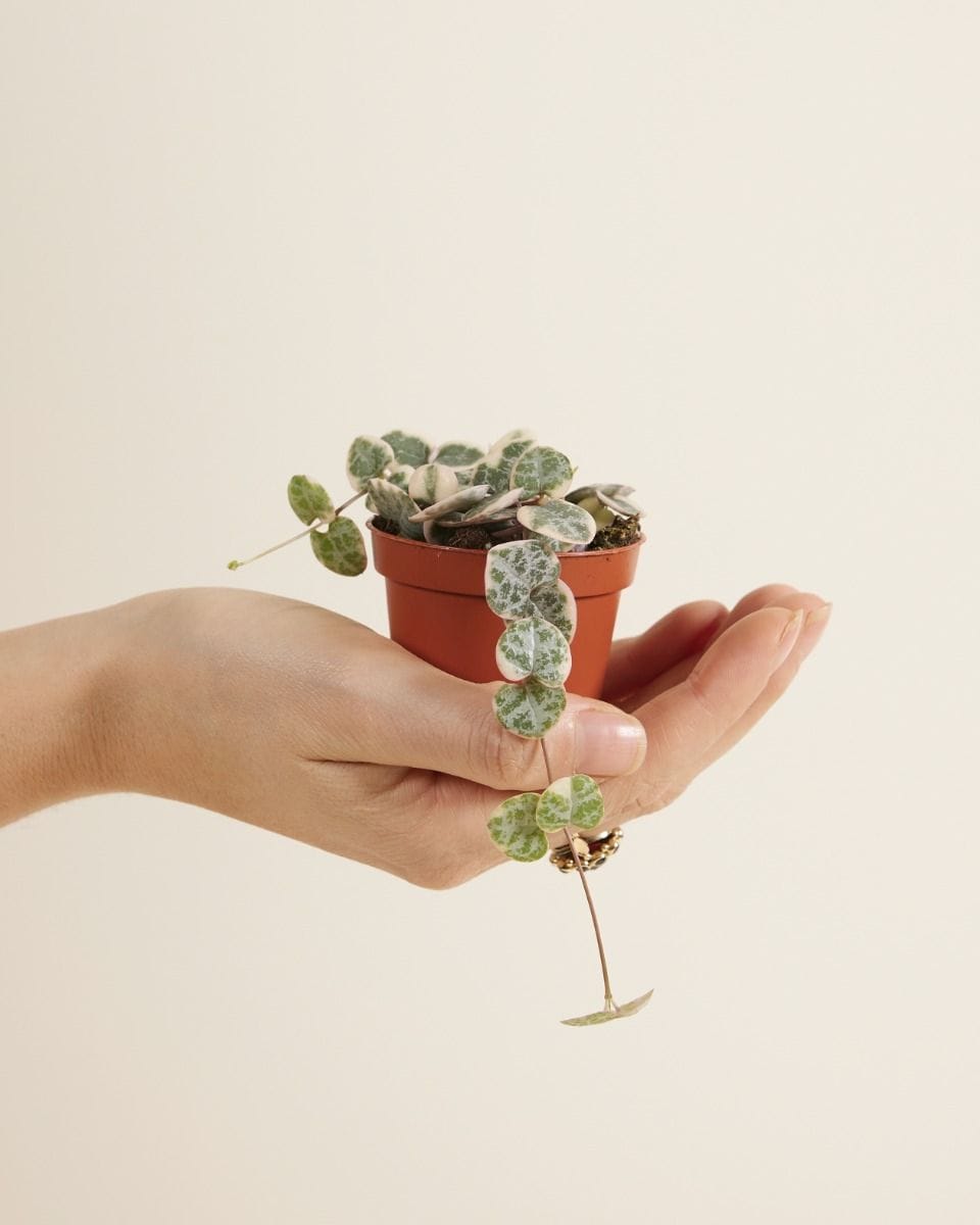 Baby Ceropegia Woodii String of Hearts, Rosary Vine Woodii Variegata