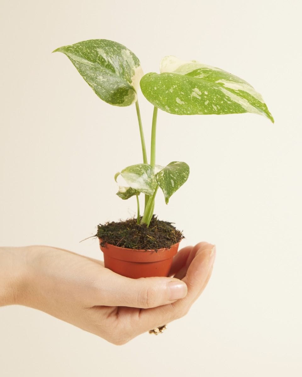 Baby Monstera Thai Constellation
