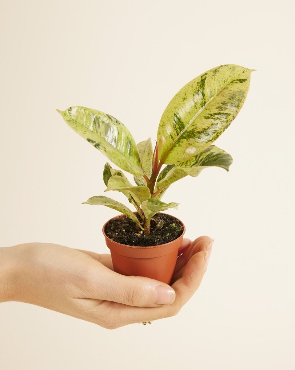 Baby Ficus Shivereana Moonshine