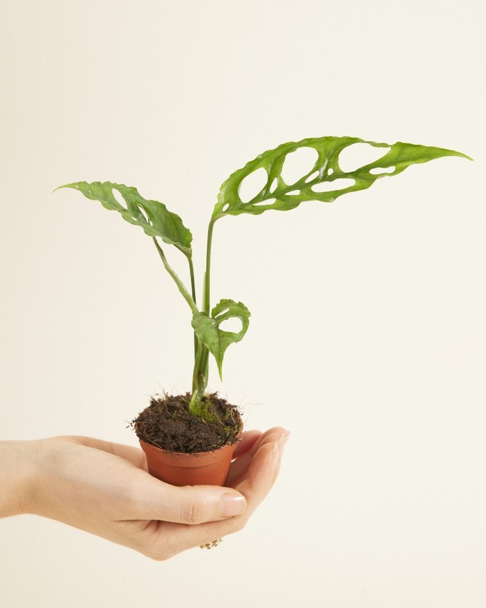 Baby Monstera Obliqua
