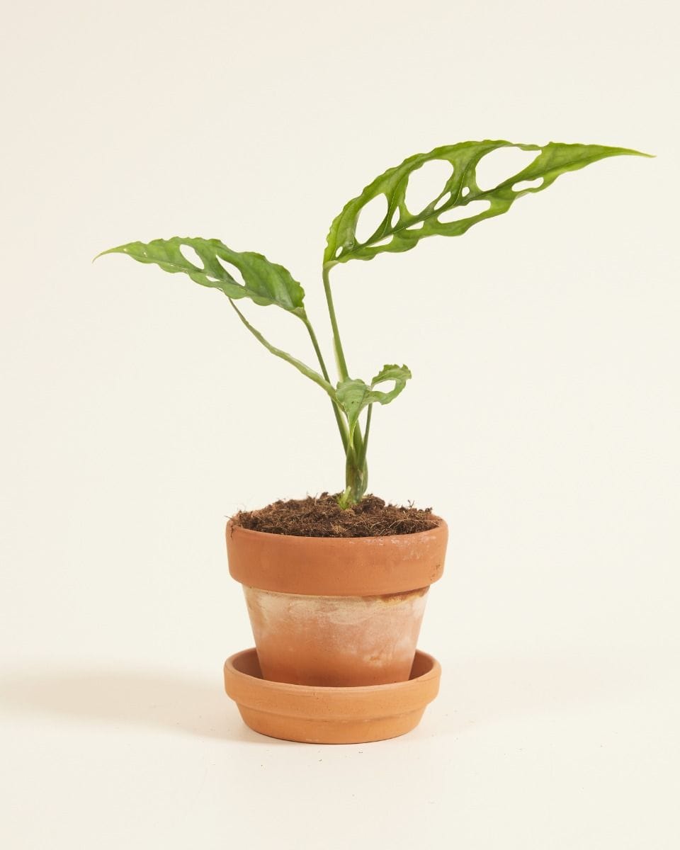 Baby Monstera Obliqua