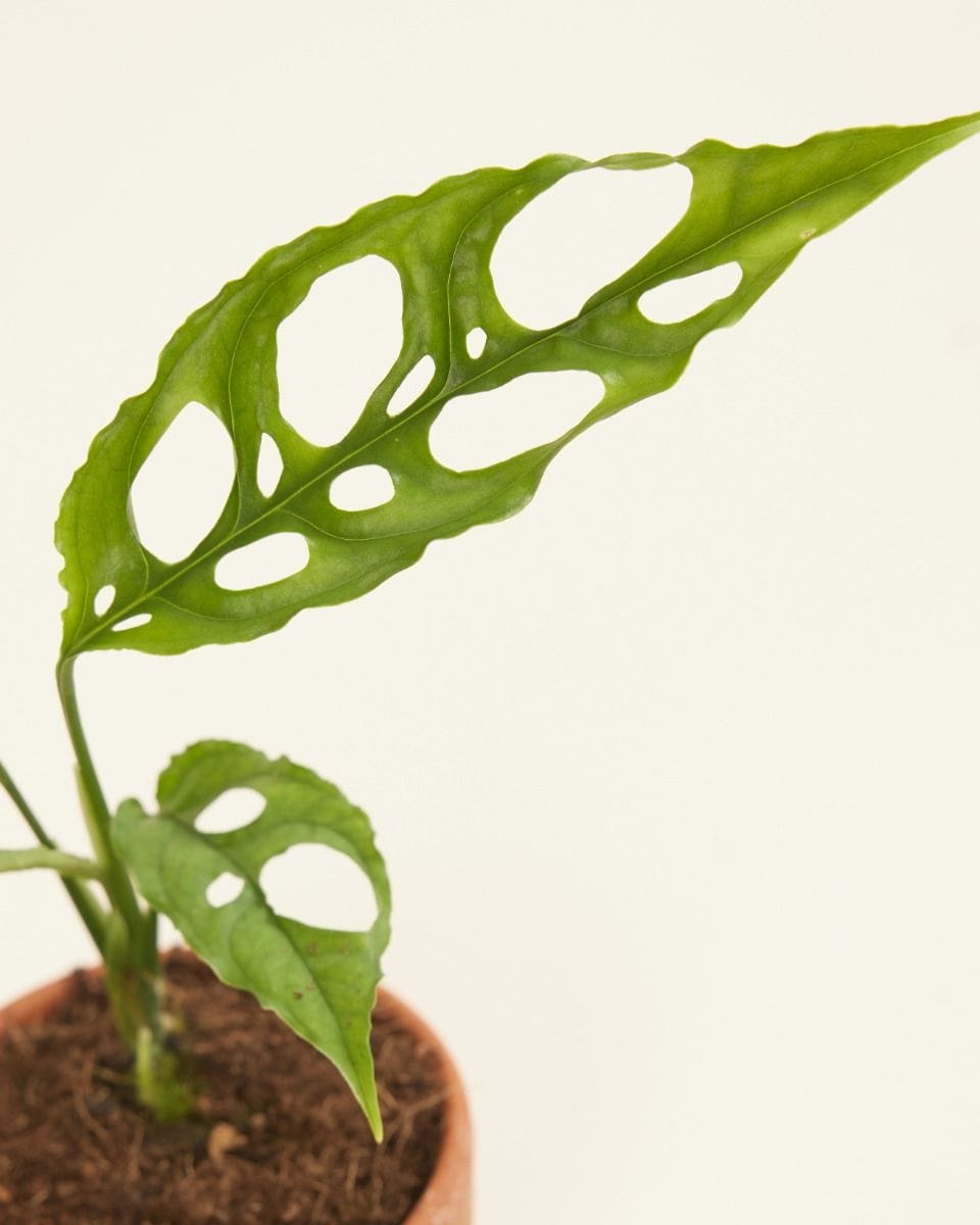 Baby Monstera Obliqua