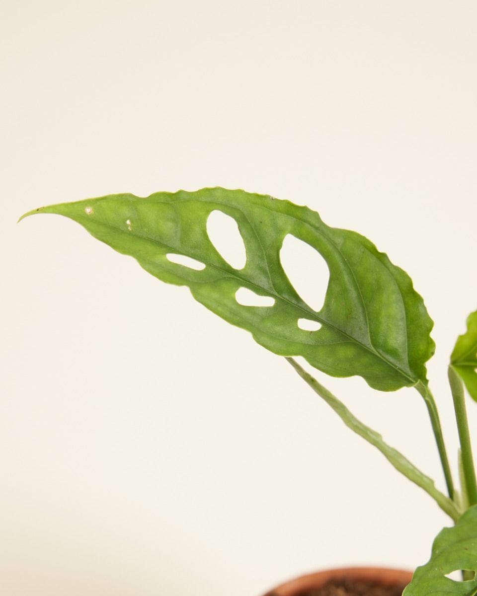Baby Monstera Obliqua