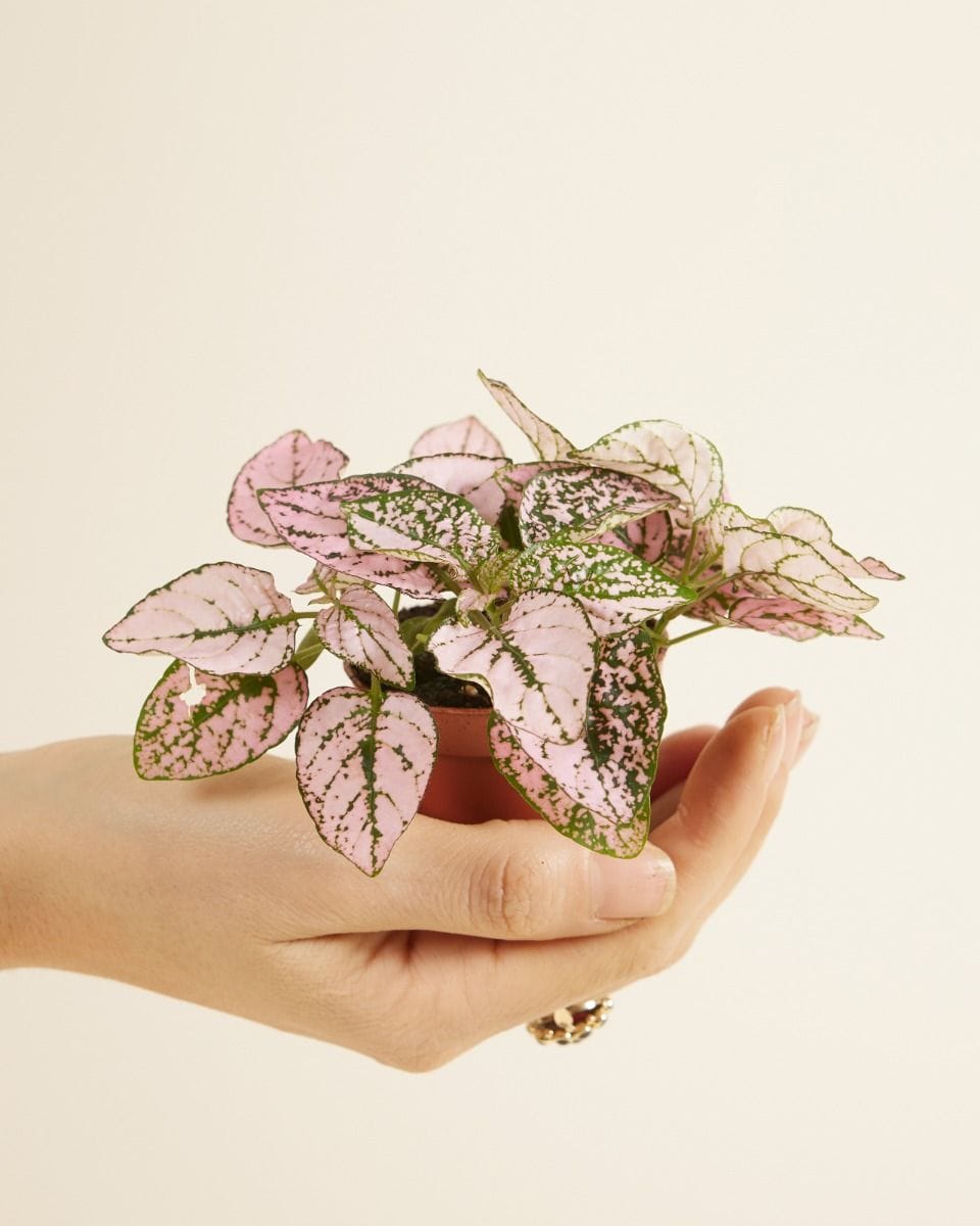 Baby Hypoestes Phyllostachya Pink