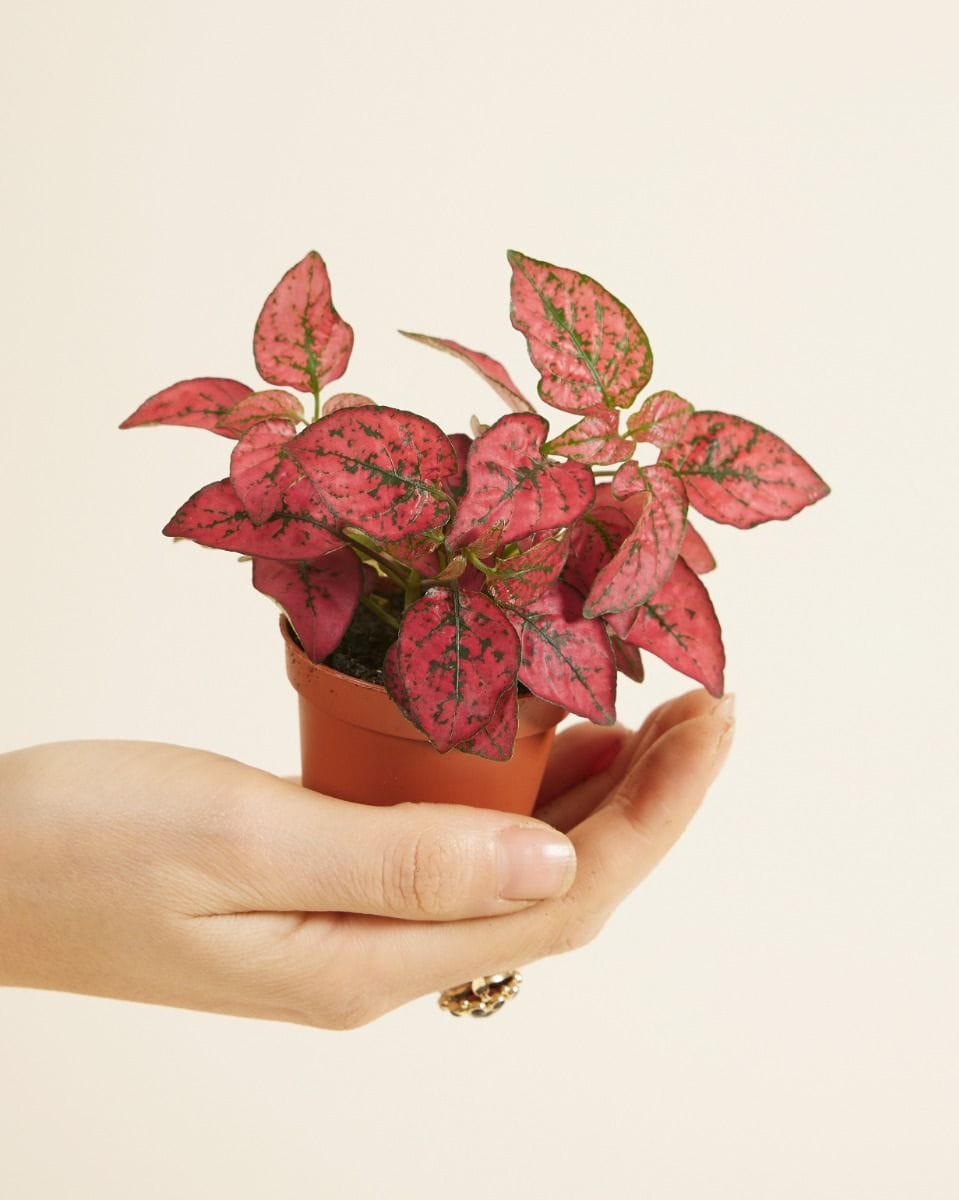 Baby Hypoestes Phyllosachya Red