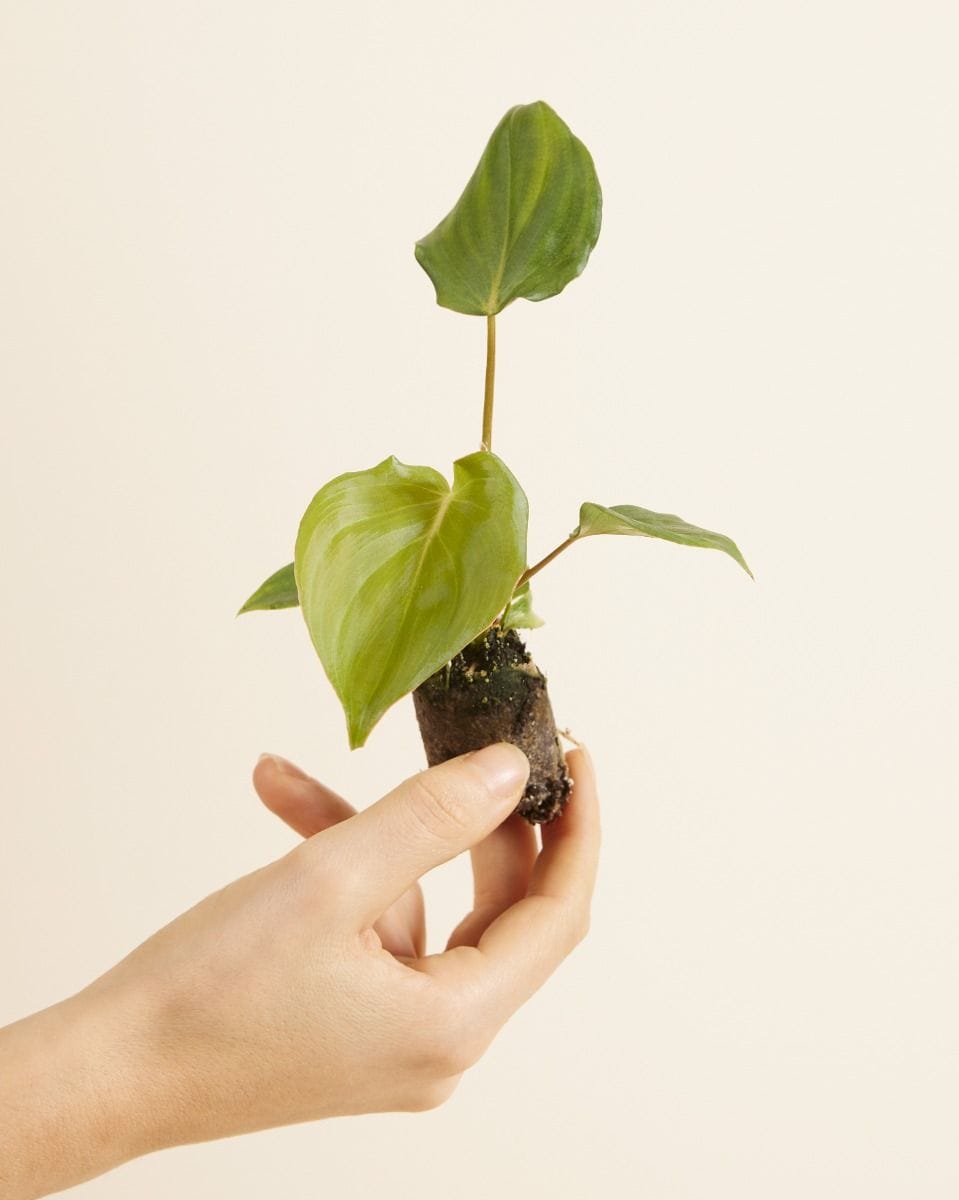 Baby Philodendron McDowell