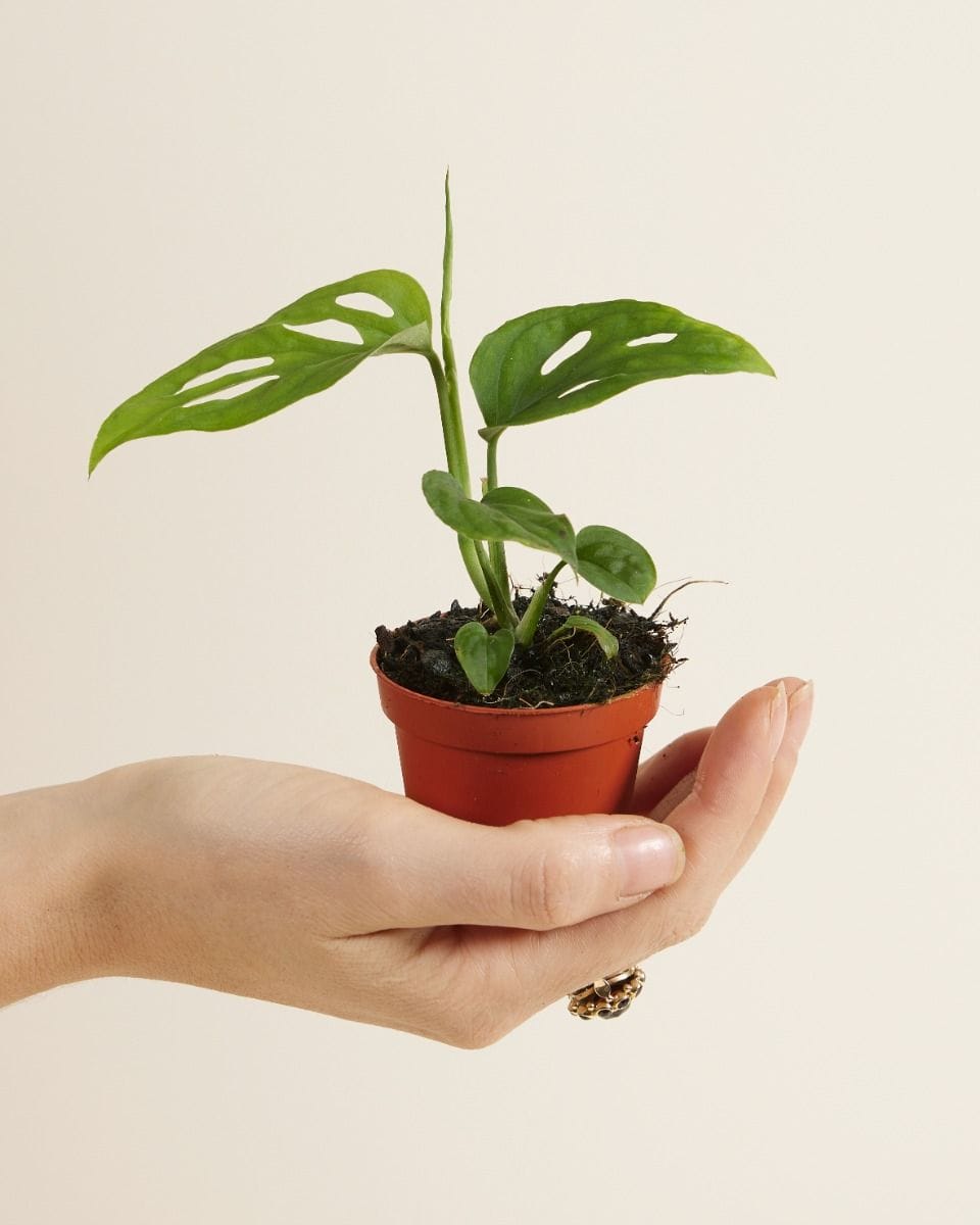 Baby Monstera Esqueleto