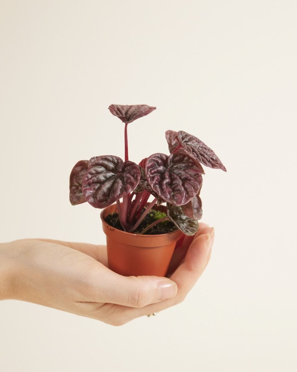 Baby Peperomia Red Luna