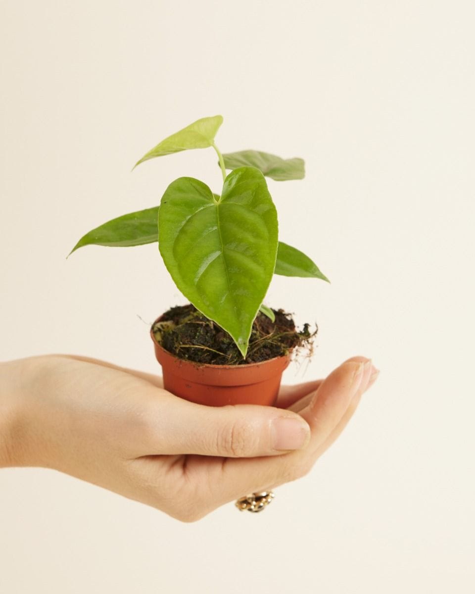 Baby Anthurium Flamingo flowers Balaoanum