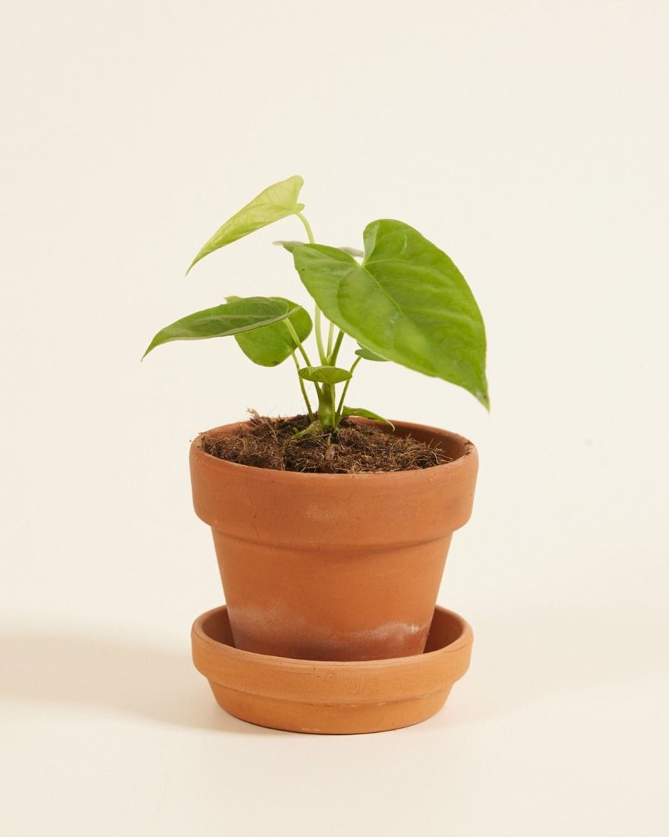 Baby Anthurium Flamingo flowers Balaoanum