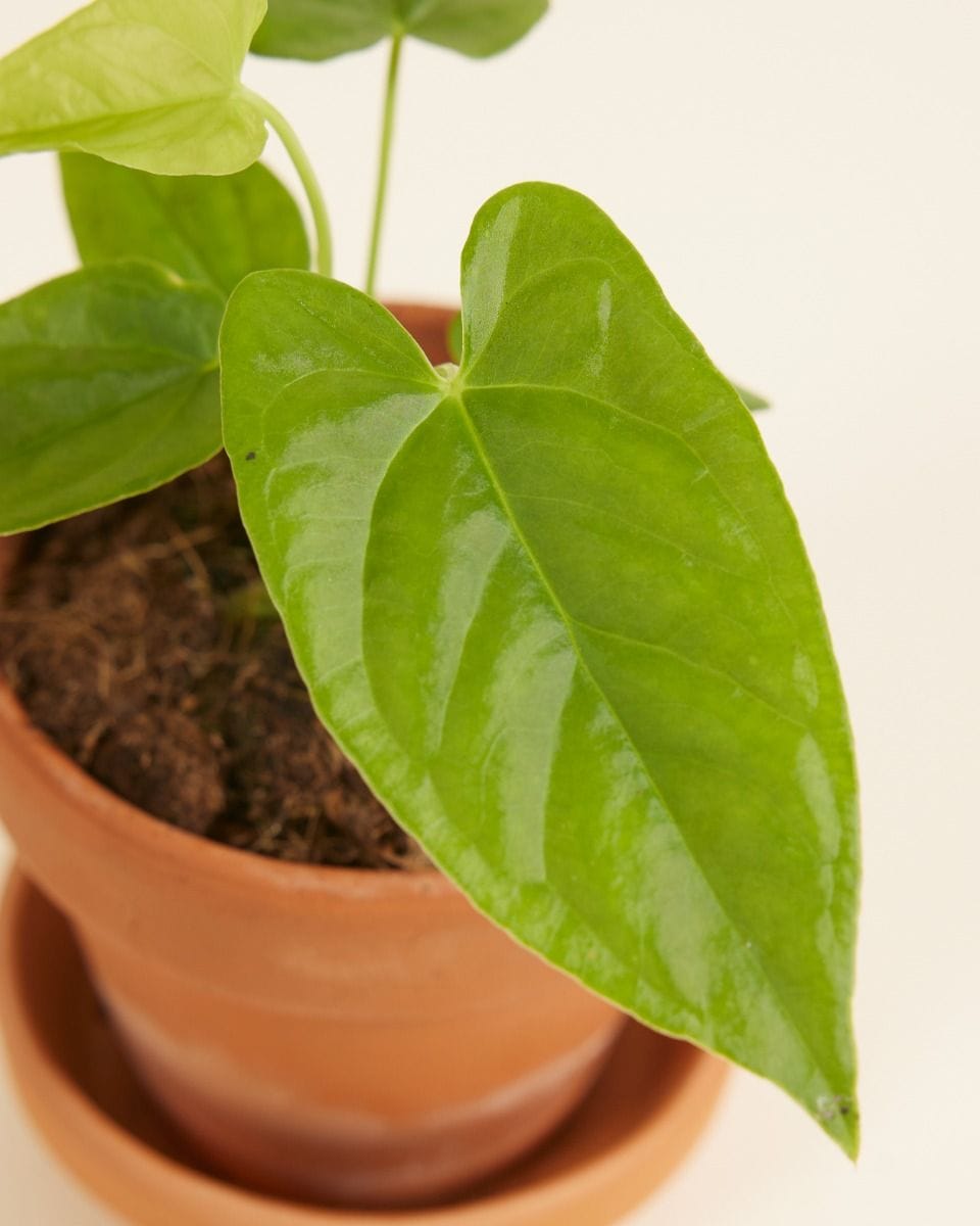 Baby Anthurium Flamingo flowers Balaoanum