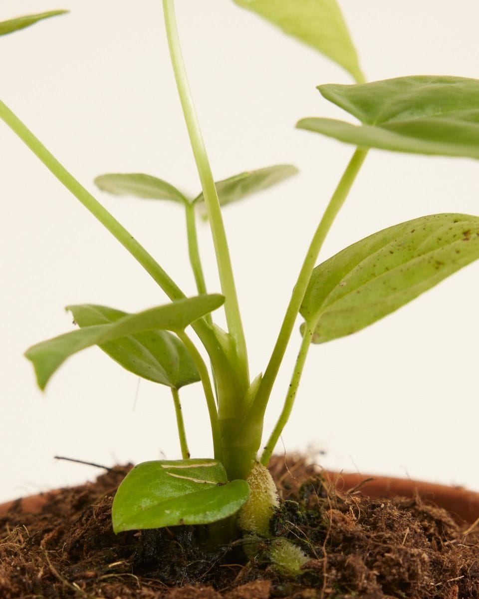 Baby Anthurium Flamingo flowers Balaoanum