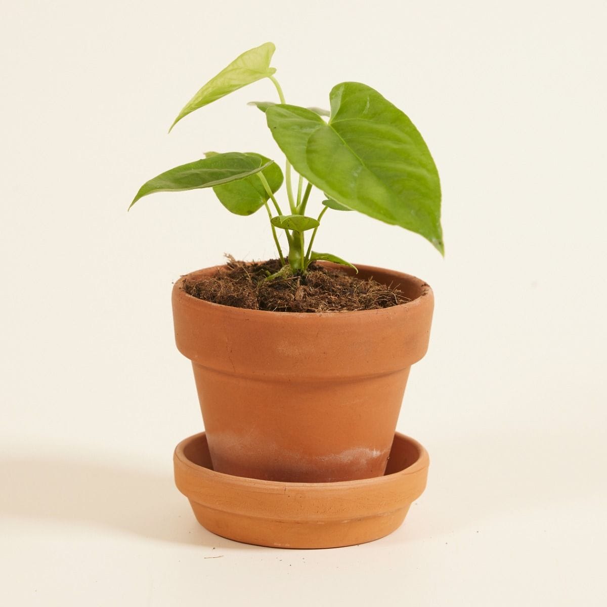 Baby Anthurium Flamingo flowers Balaoanum