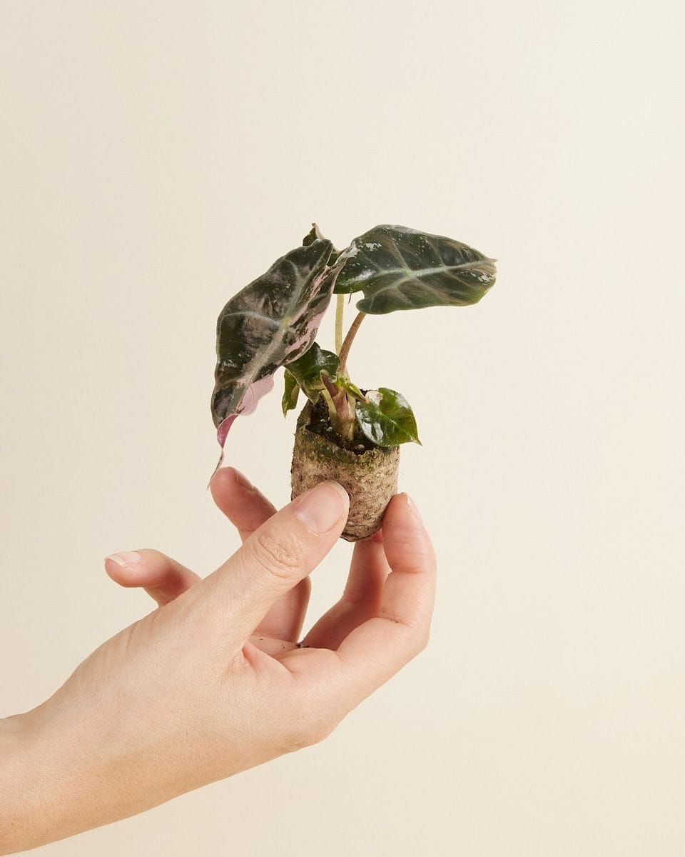 Baby Alocasia Elephant Ears Polly Variegated