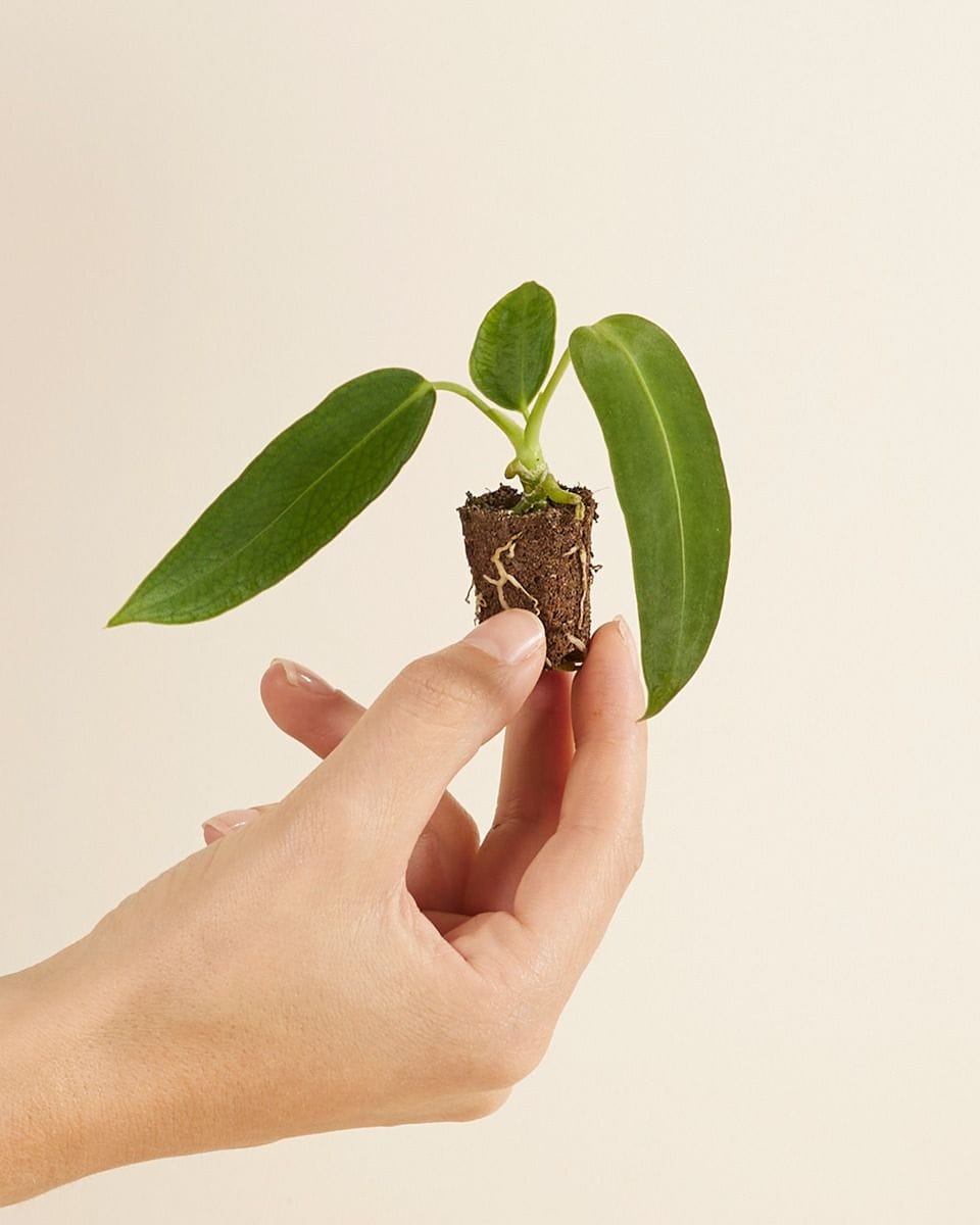 Baby Anthurium Flamingo flowers Warocqueanum
