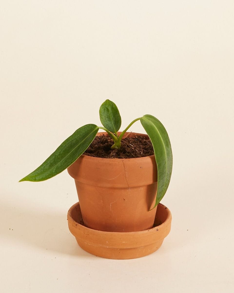 Baby Anthurium Flamingo flowers Warocqueanum