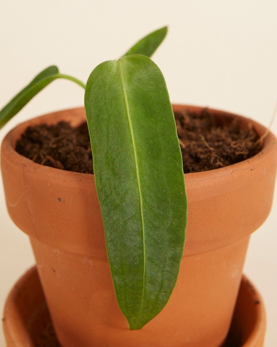 Baby Anthurium Flamingo flowers Warocqueanum