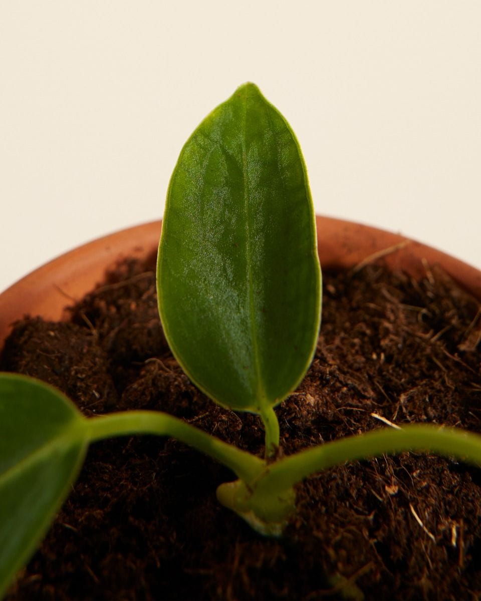 Baby Anthurium Flamingo flowers Warocqueanum