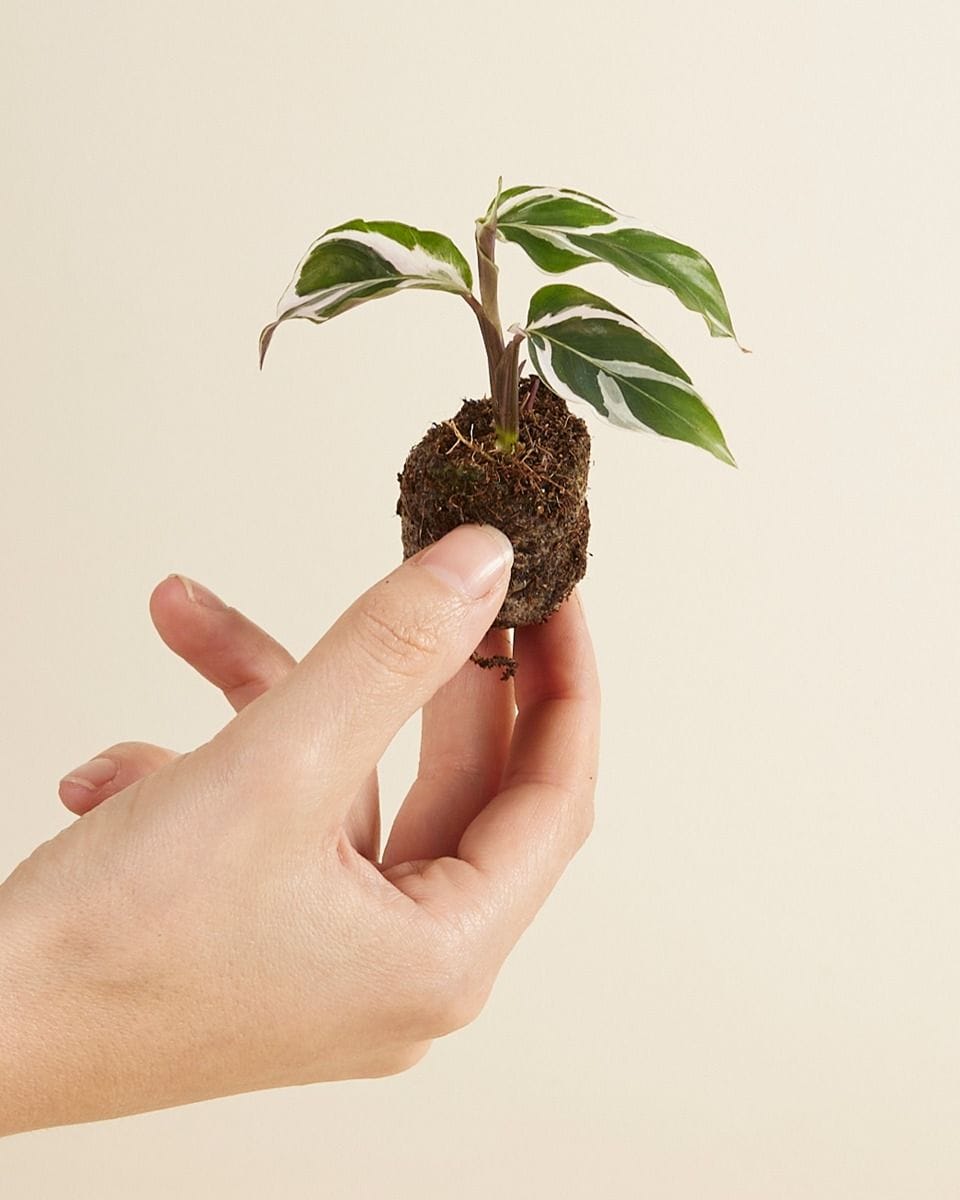 Baby Calathea Prayer Plant White Fusion