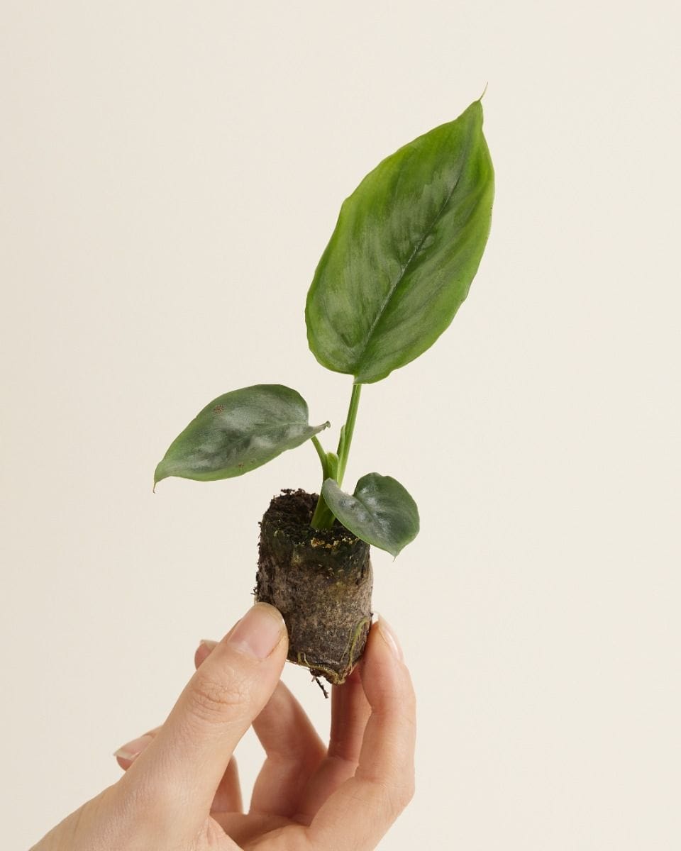Baby Schismatoglottis Silver Borneo