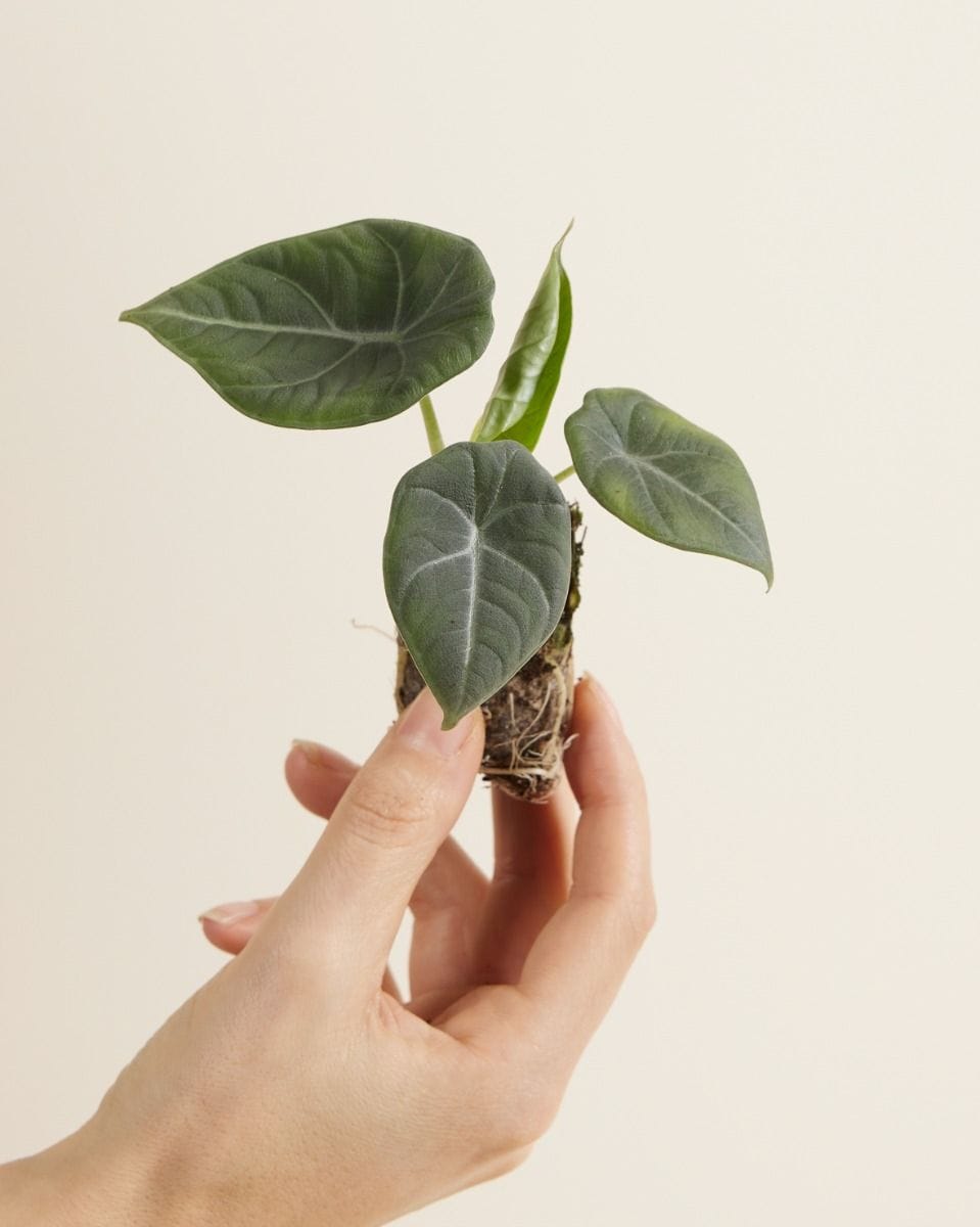 Baby Alocasia Elephant Ears 'Grey Dragon' Maharani