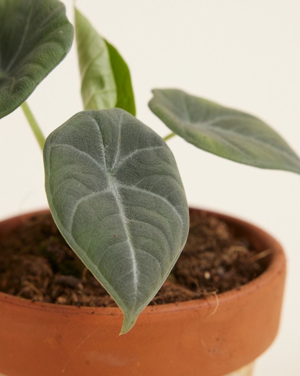 Baby Alocasia Elephant Ears 'Grey Dragon' Maharani