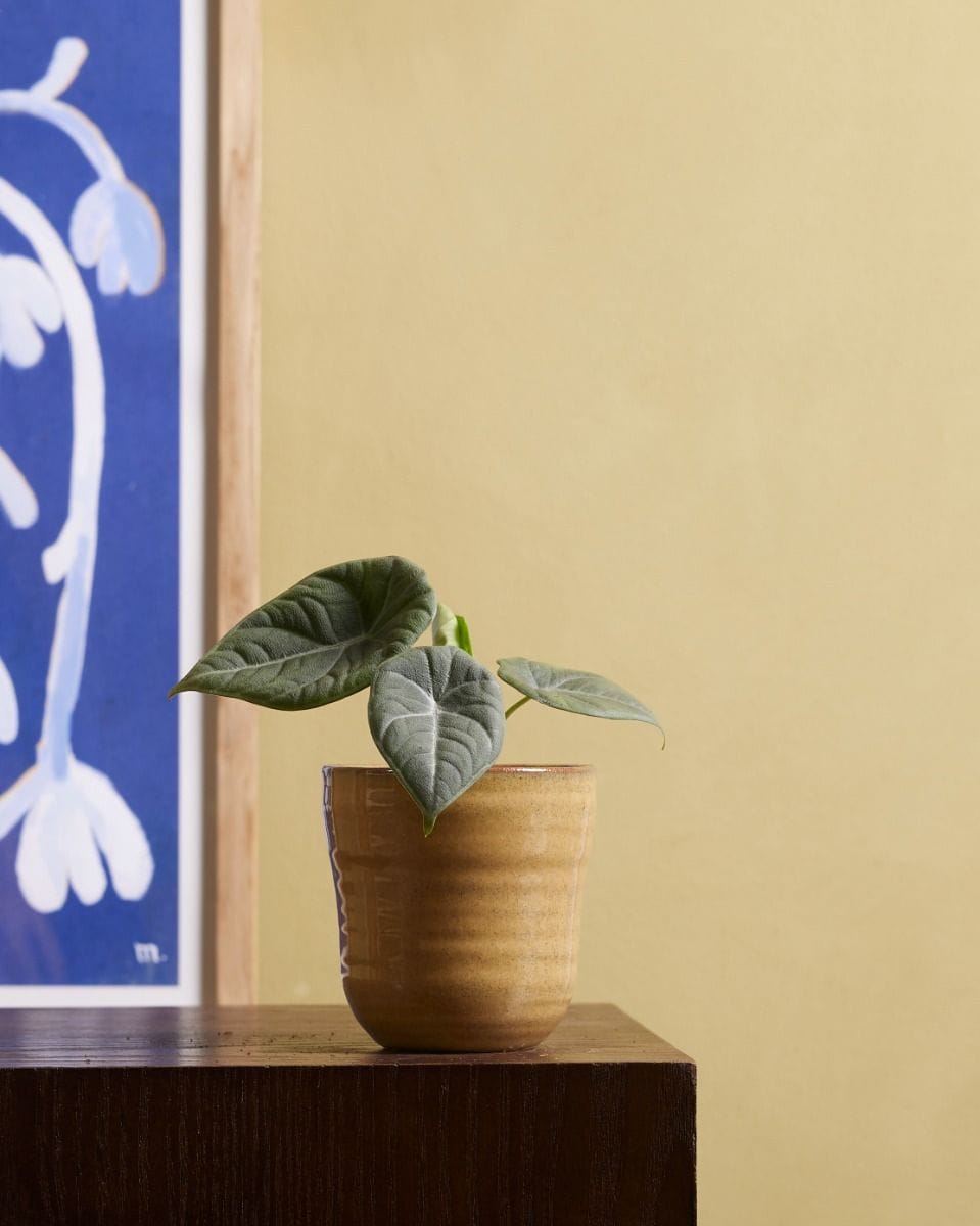 Baby Alocasia Elephant Ears 'Grey Dragon' Maharani