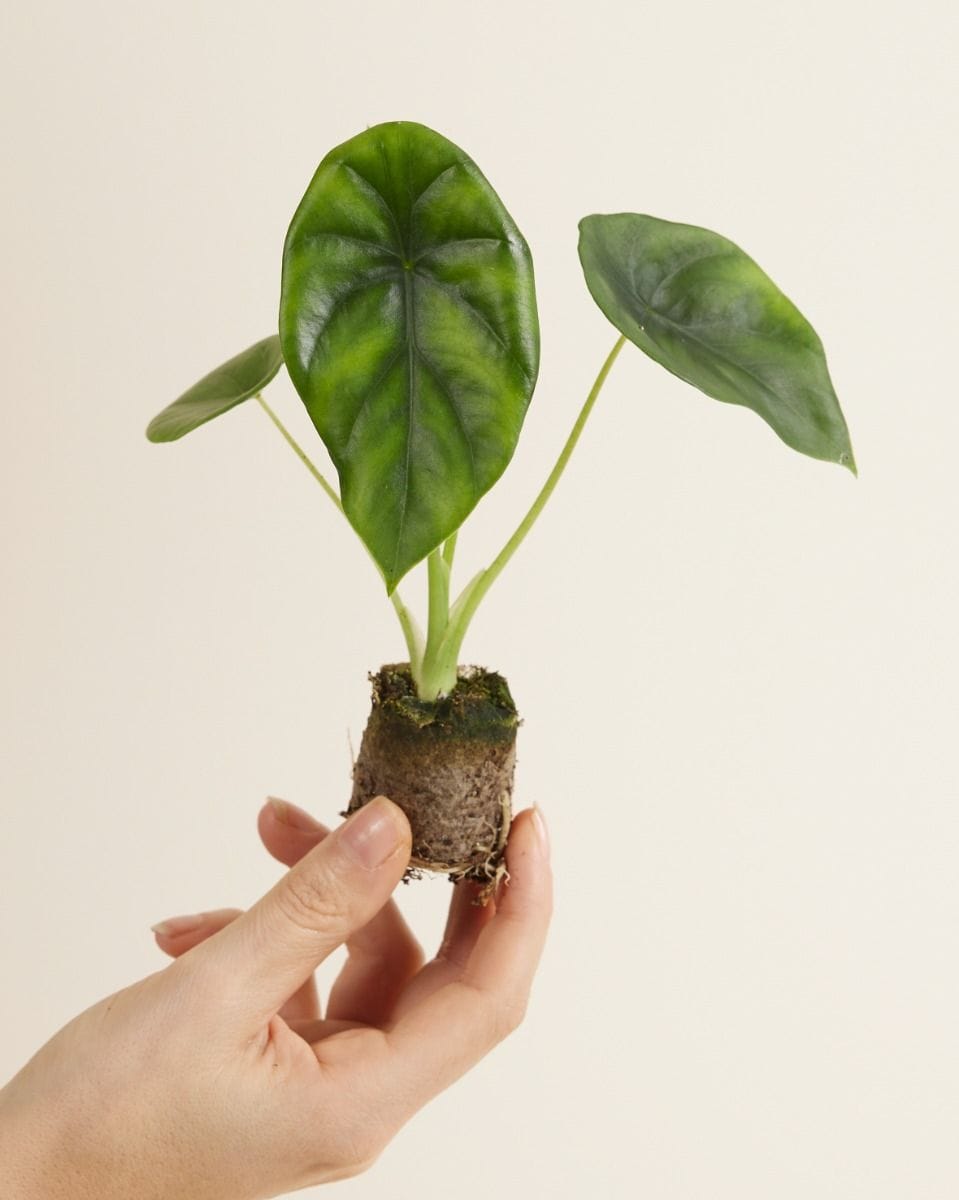 Baby Alocasia Elephant Ears Clypeolata Green Shield