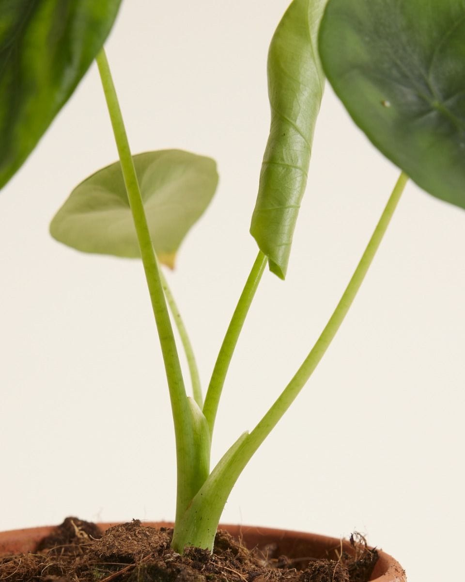 Baby Alocasia Elephant Ears Clypeolata Green Shield