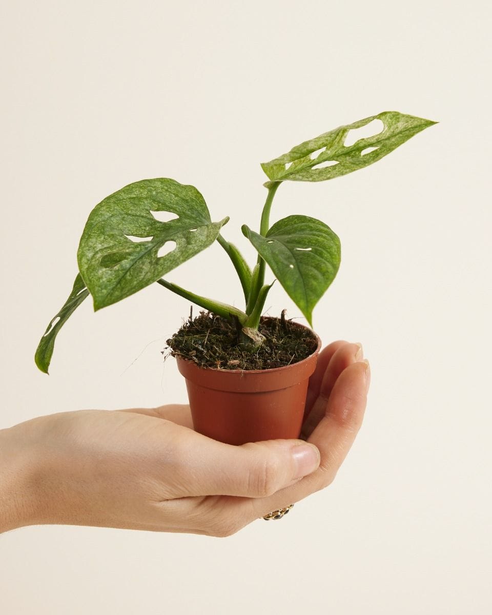 Baby Monstera Adansonii Mint