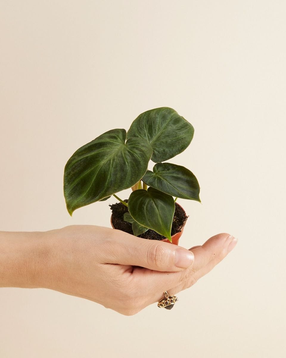 Baby Philodendron Verrucosum