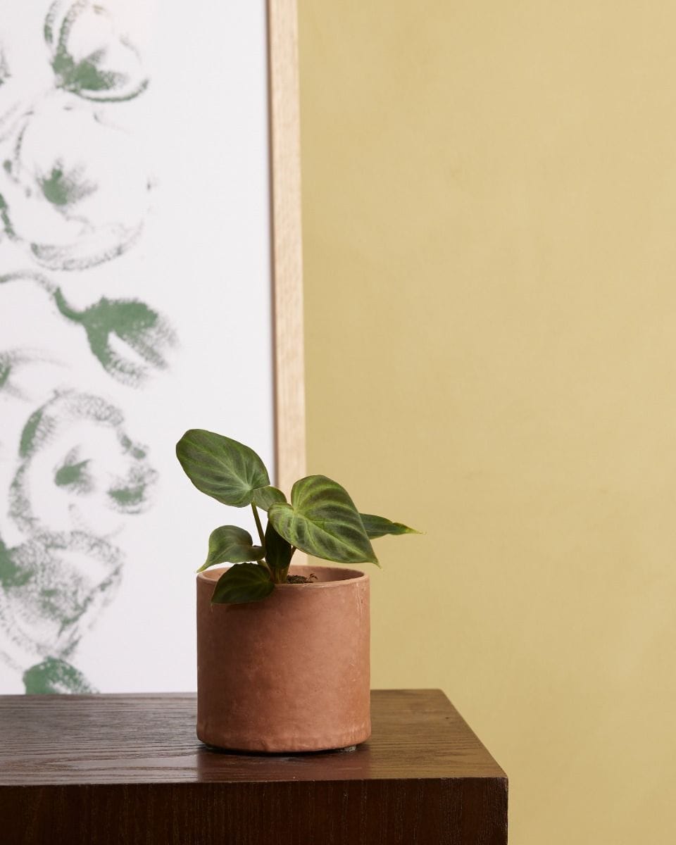 Baby Philodendron Verrucosum
