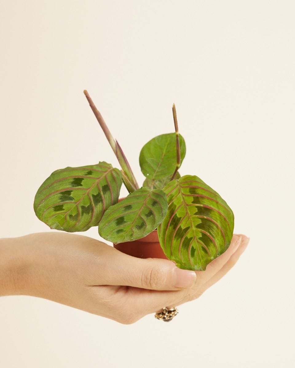 Baby Maranta Leuconeura Fascinator