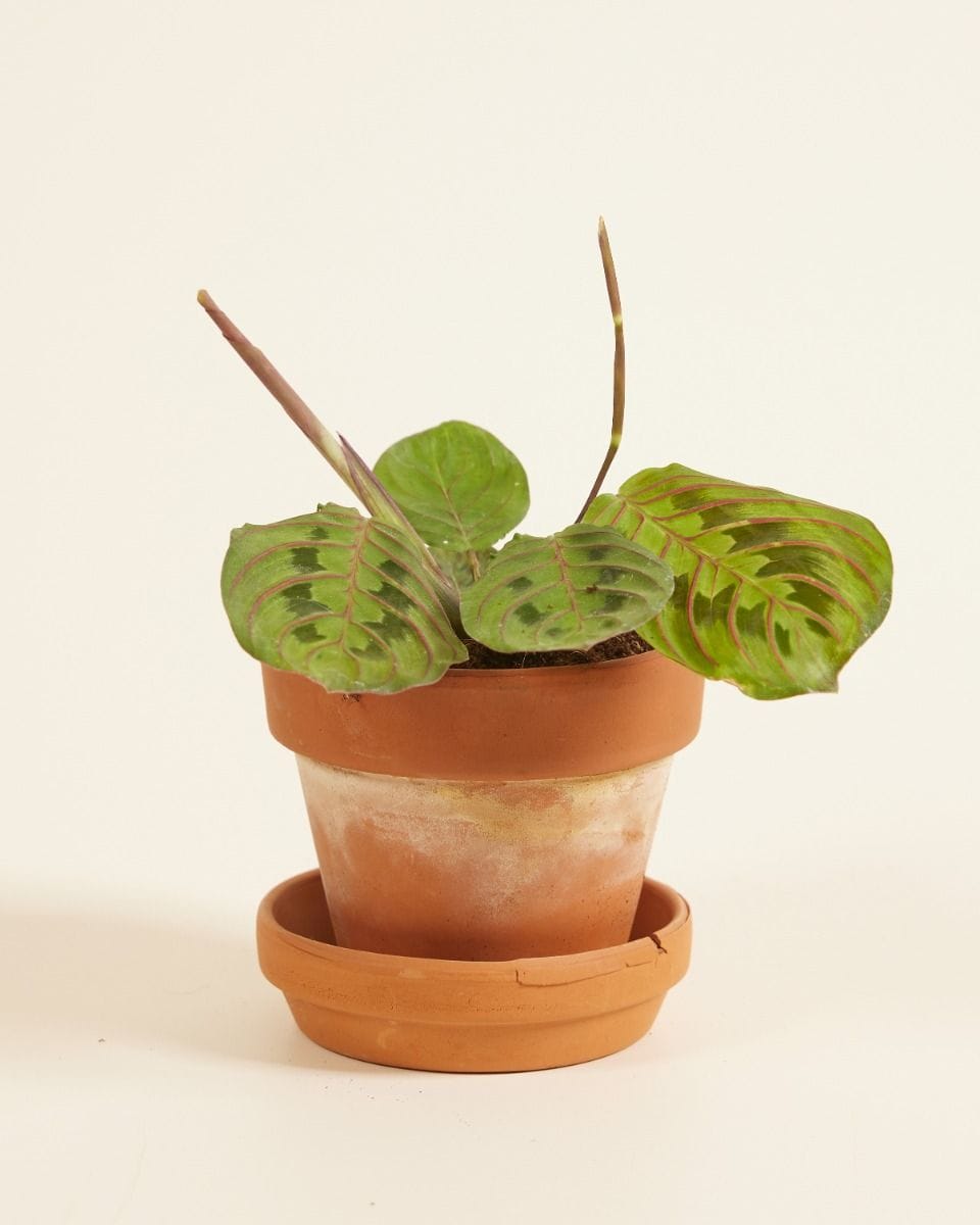 Baby Maranta Leuconeura Fascinator