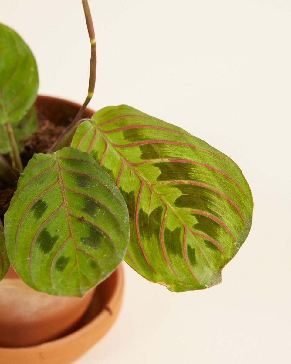 Baby Maranta Leuconeura Fascinator