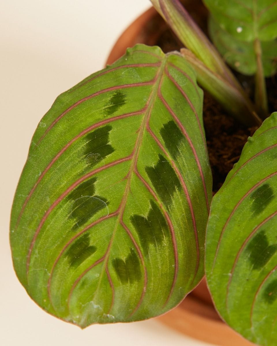 Baby Maranta Leuconeura Fascinator
