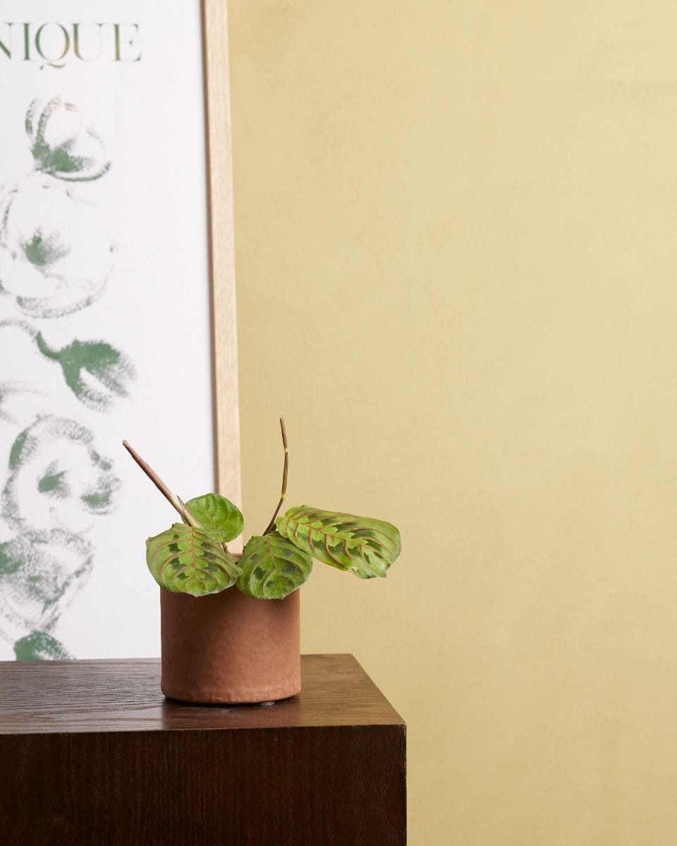 Baby Maranta Leuconeura Fascinator