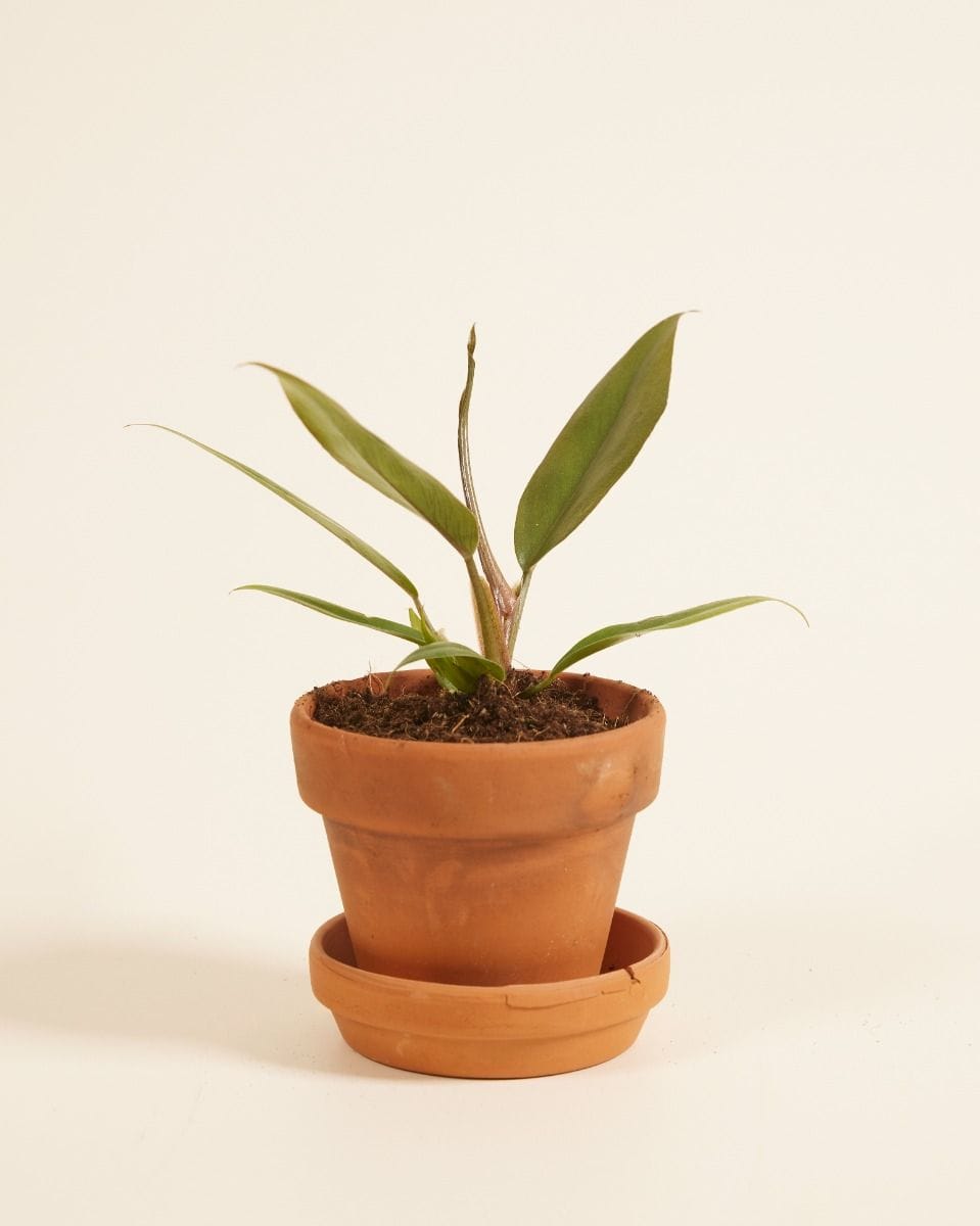 Baby Philodendron Bipinnatifidum ‘Choco Empress’