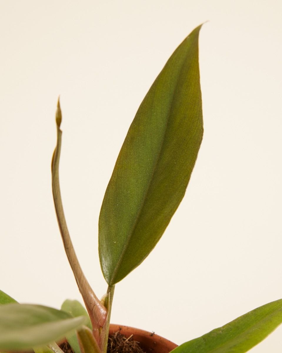 Baby Philodendron Bipinnatifidum ‘Choco Empress’