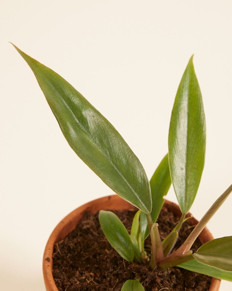 Baby Philodendron Bipinnatifidum ‘Choco Empress’