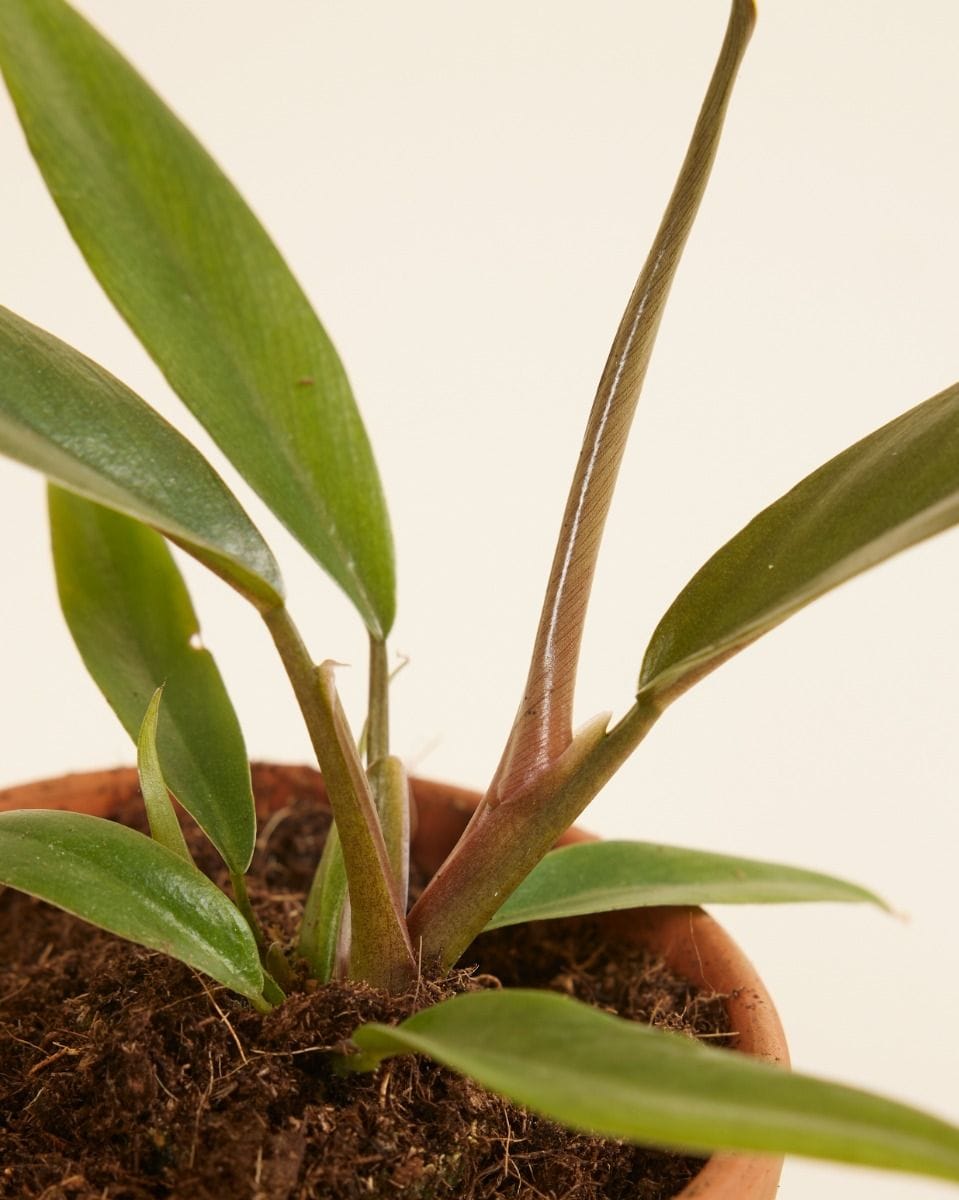 Baby Philodendron Bipinnatifidum ‘Choco Empress’