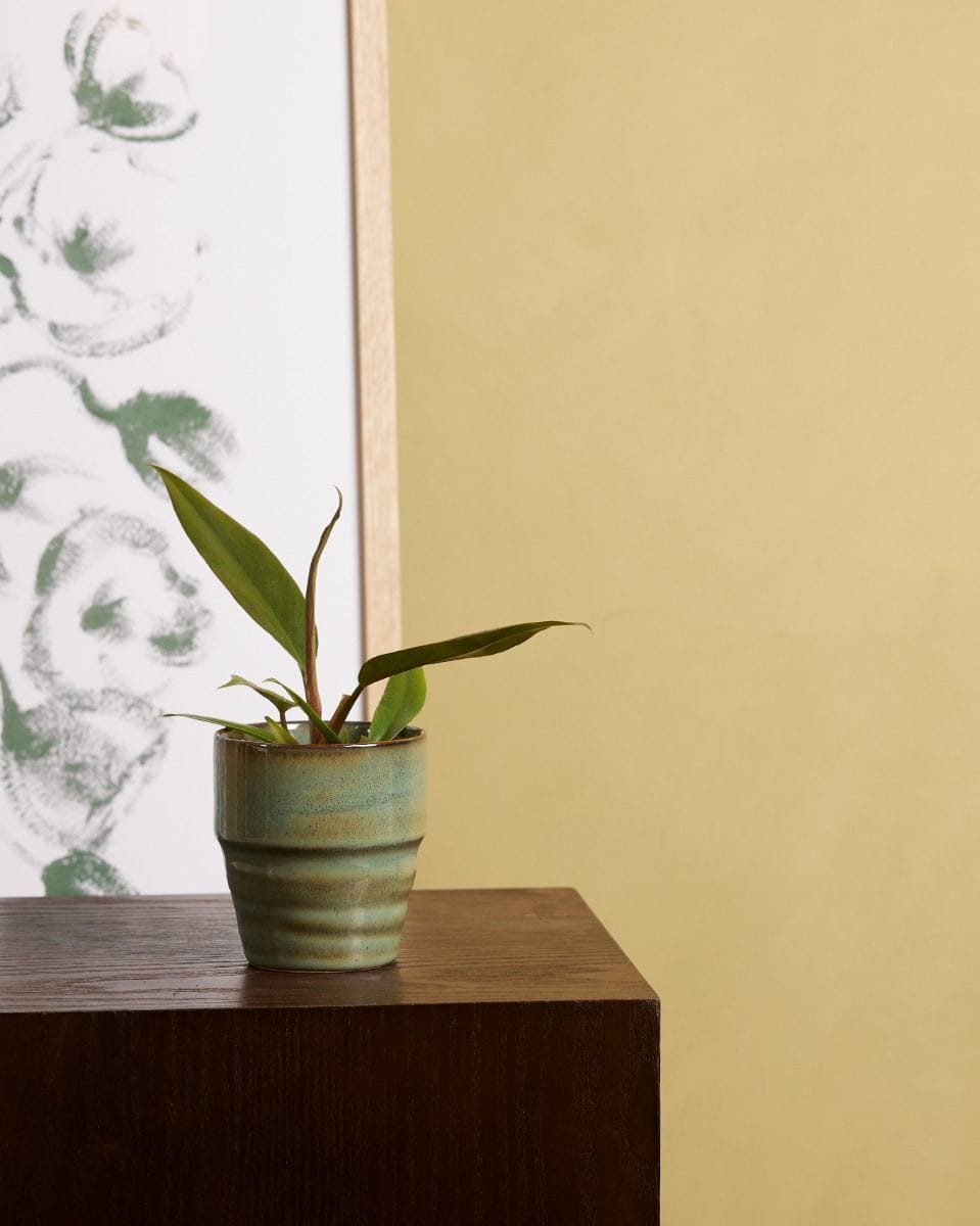 Baby Philodendron Bipinnatifidum ‘Choco Empress’