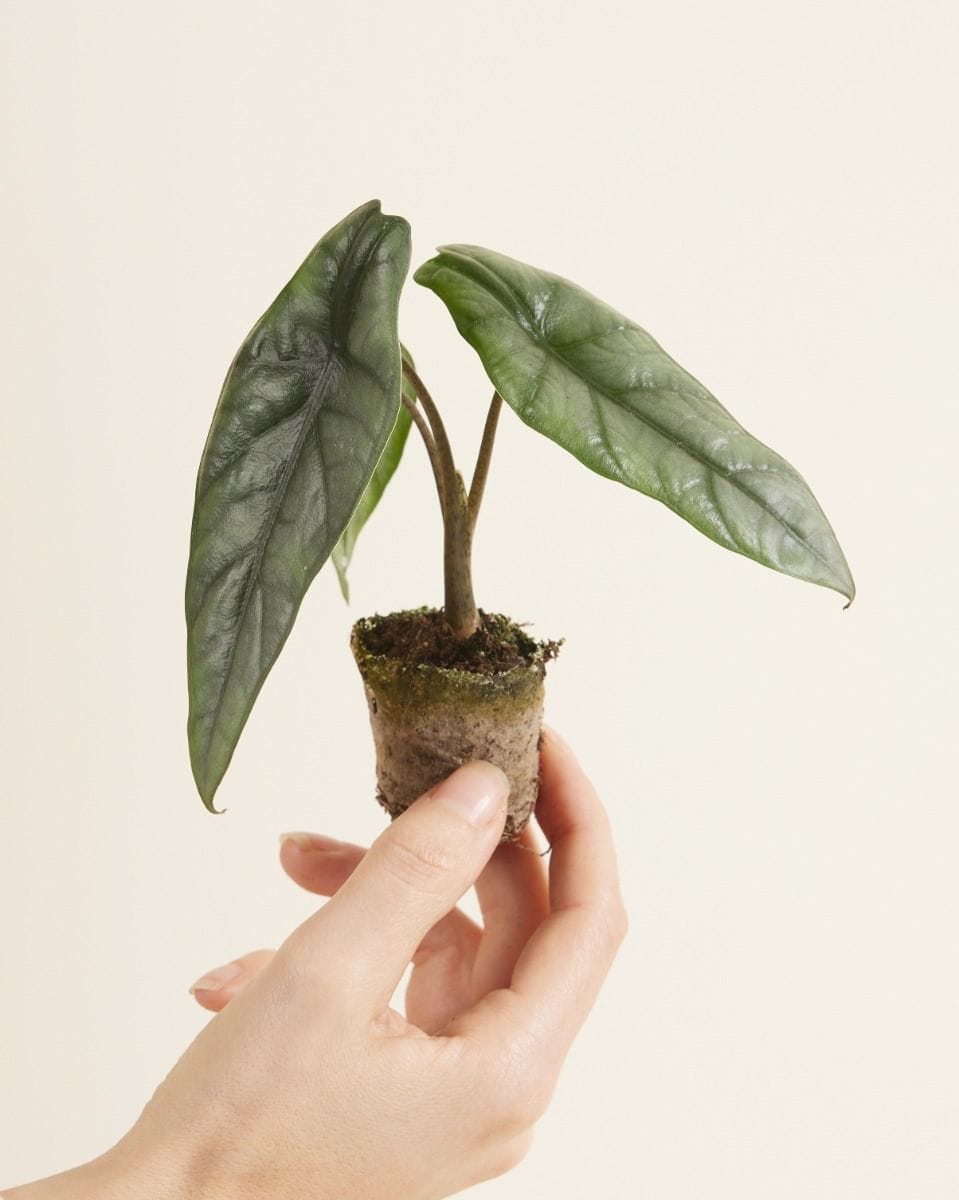 Baby Alocasia Elephant Ears Heterophylla