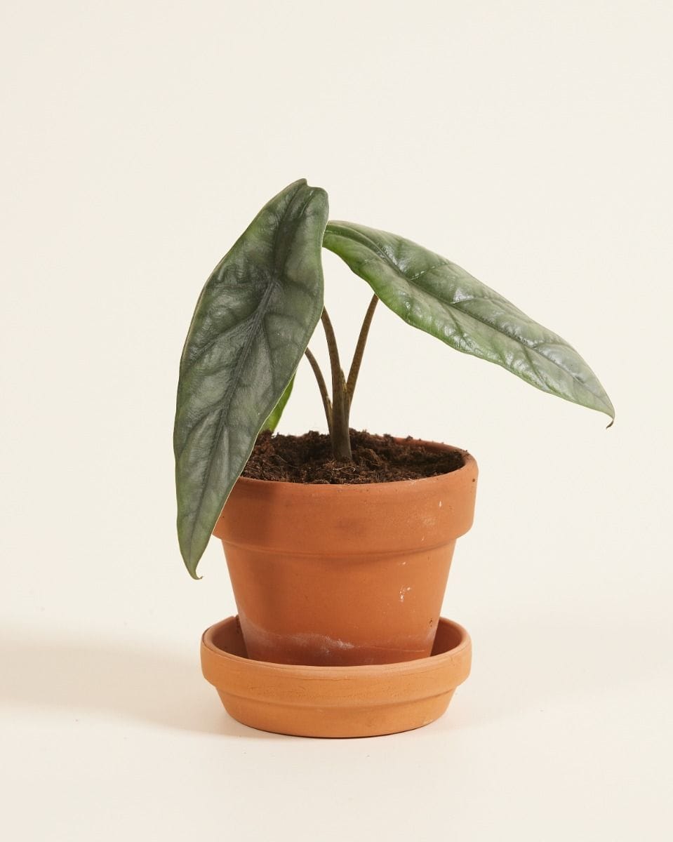 Baby Alocasia Elephant Ears Heterophylla
