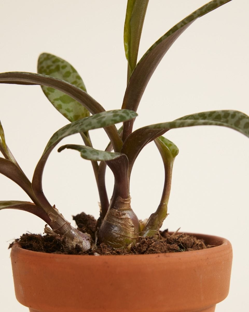 Baby Ledebouria Silver Squil Socialis