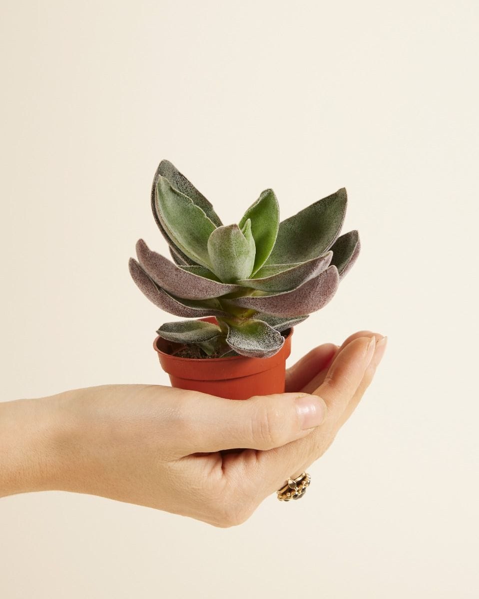 Baby Crassula Garnet Lotus
