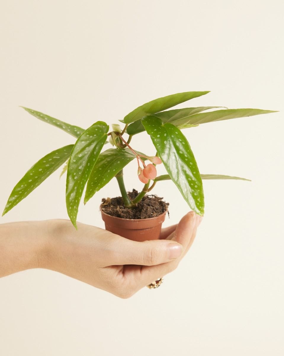 Baby Begonia Polka Dot Albopicta