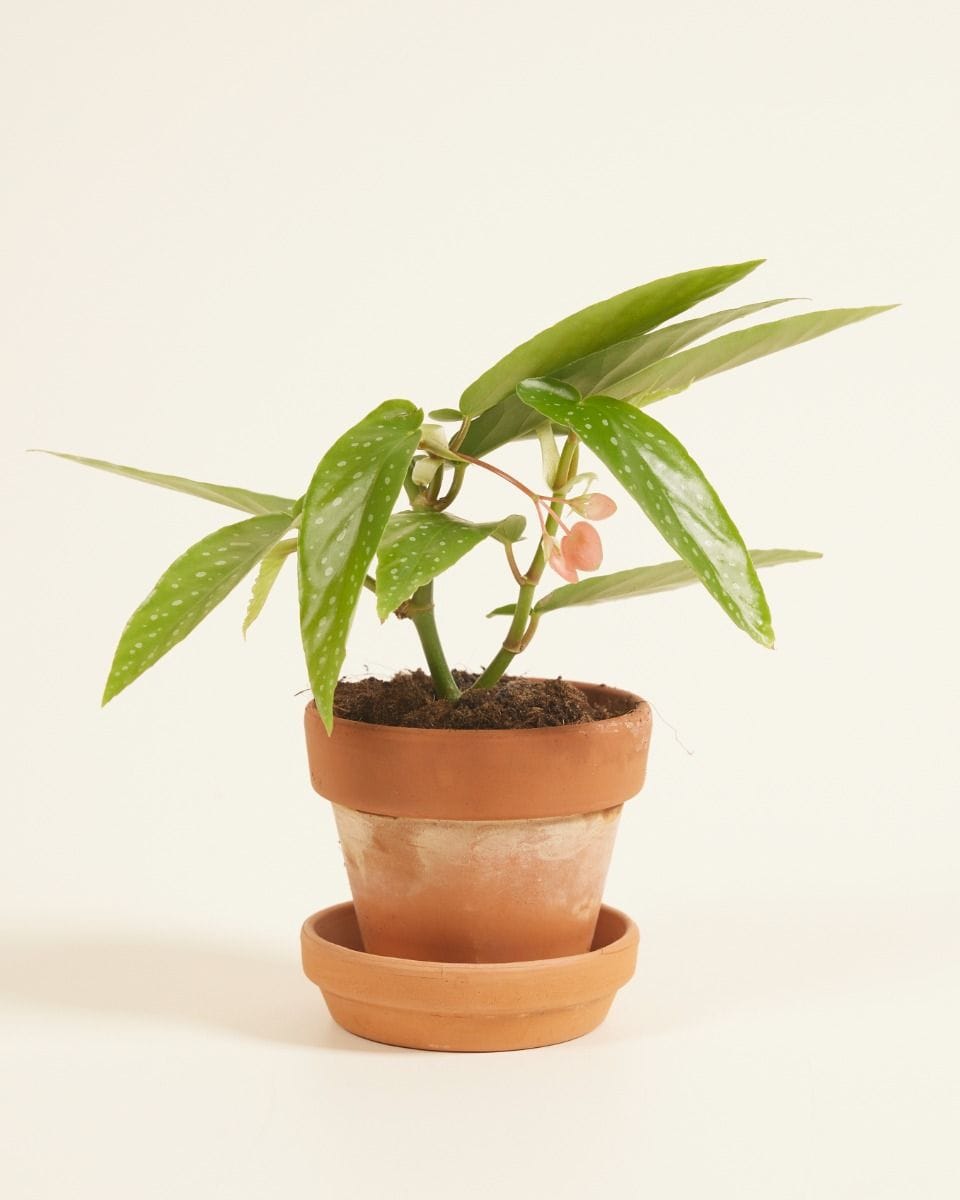 Baby Begonia Polka Dot Albopicta