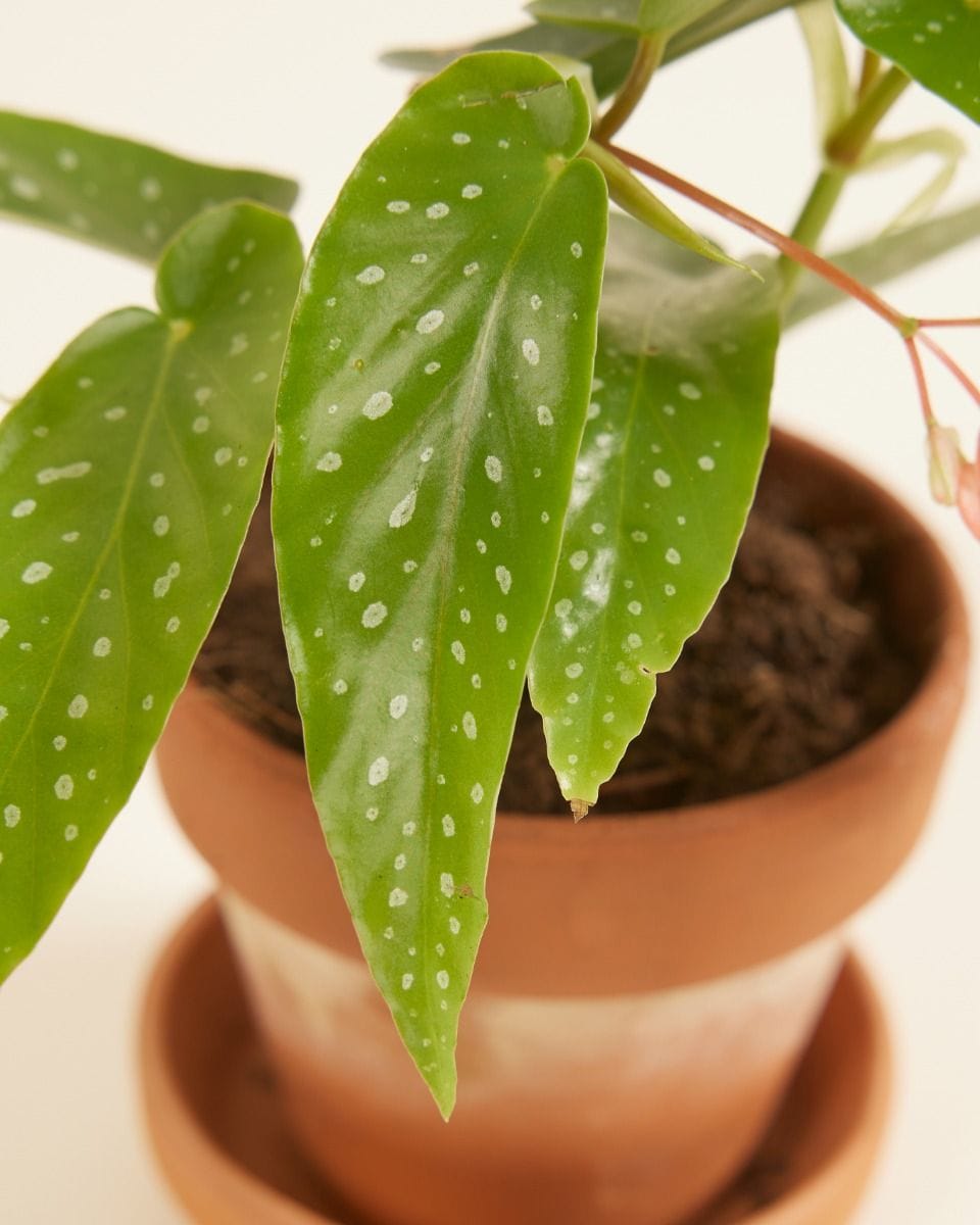 Baby Begonia Polka Dot Albopicta